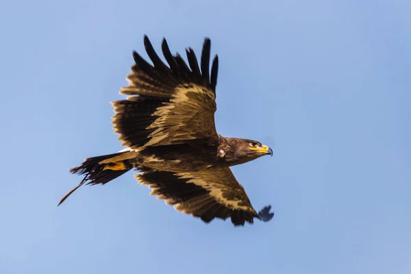 Águila Calva Volando Cielo Azul Claro —  Fotos de Stock