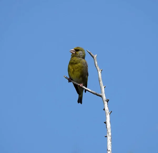 Tiro Perto Pássaro Greenfinch Galho Sob Céu Azul Claro — Fotografia de Stock