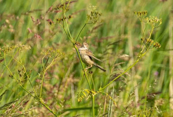 Een Voorgrond Van Een Old World Mussen Vogel Staand Een — Stockfoto