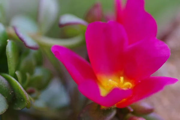 Close-up of two reddish purslane (portulaca ) with their detailed calyxes in a blurred rocky landscape surrounded by their fleshy leaves