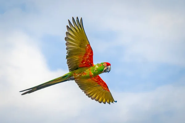 Tiro Ângulo Baixo Papagaio Periquito Voando Com Céu Nublado Fundo — Fotografia de Stock