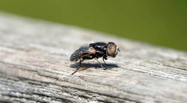 Tiro Close Pequeno Hoverfly Uma Superfície Madeira Grunge — Fotografia de Stock