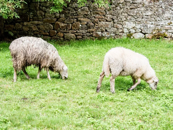 Λευκά Πρόβατα Βόσκουν Στο Βοσκότοπο Την Ημέρα — Φωτογραφία Αρχείου