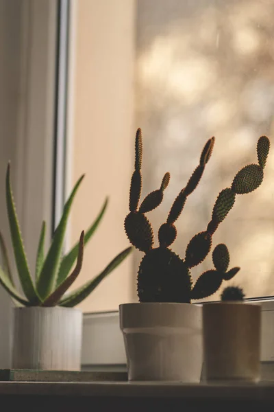 Une Prise Vue Sélective Cactus Poire Épineuse Poussant Dans Pot — Photo