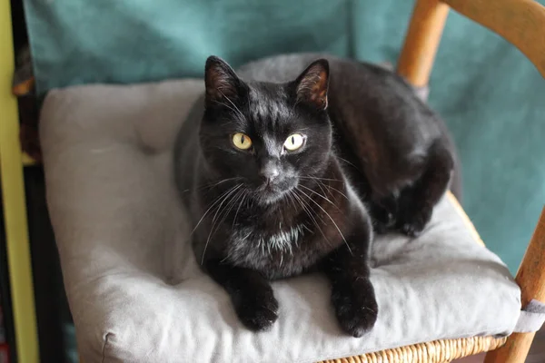 Black Cat Lying Chair — Stock Photo, Image