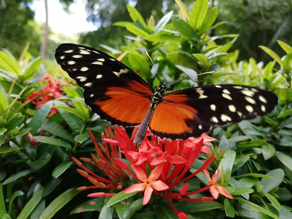 Closeup Shot Beautiful Tithorea Terracina Butterfly Garden Flowers — Stock Photo, Image