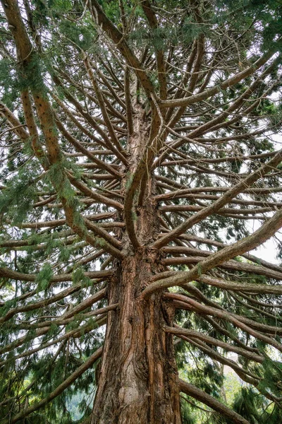 Plan Vertical Arbre Nouvelle Zélande — Photo