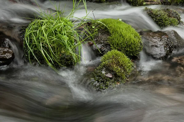 Green Moss Black Stones Green Grass Washed Water Stream — Stock Photo, Image