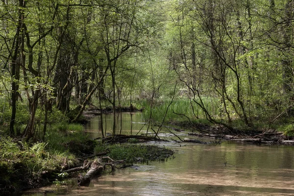 Ruisseau Avec Des Plantes Aquatiques Coule Tranquillement Travers Vallée Densément — Photo