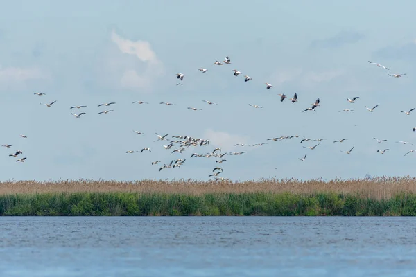 一群小鸟飞越了位于罗马克里斯琴的多瑙河三角洲生物圈保护区 — 图库照片