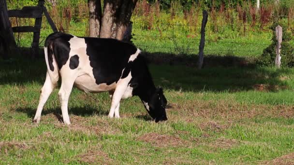 Vache Dans Prairie Verte — Video