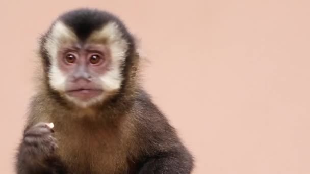 Gros Plan Petit Singe Mignon — Video