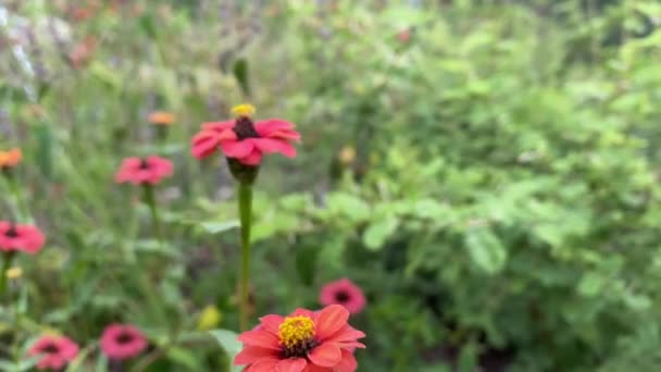 Όμορφα Λουλούδια Στον Κήπο — Αρχείο Βίντεο