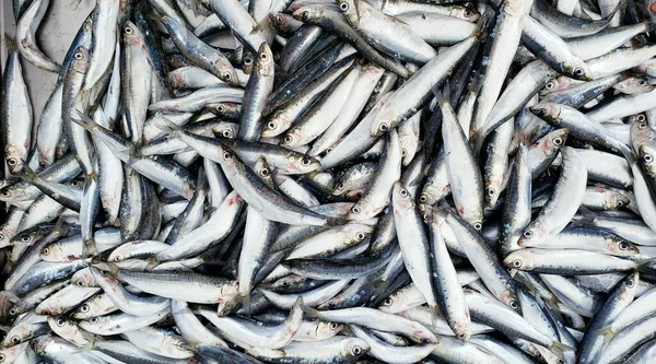 Vue Aérienne Anchois Frais Exposés Sur Marché Grec Nea Moudania — Photo