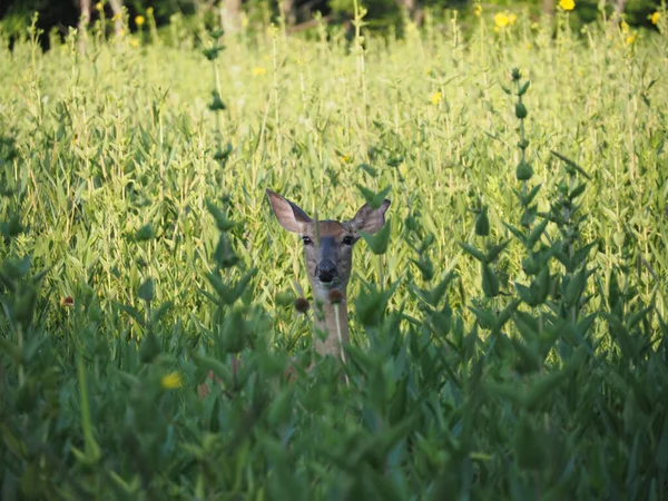 在堪萨斯州奥拉夫市厄尼米勒自然中心拍摄的美丽的可爱的鹿群照片 — 图库照片