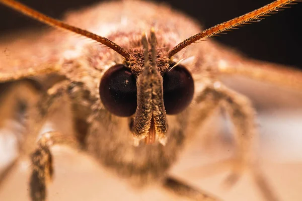 Ett Makro Skott Fjäril — Stockfoto