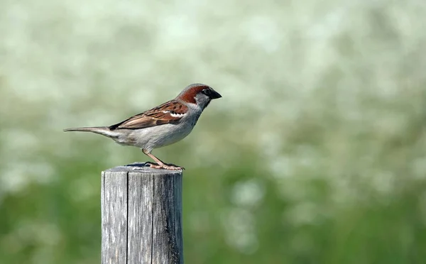 Plan Rapproché Moineau Domestique Mâle Sur Poteau Bois — Photo