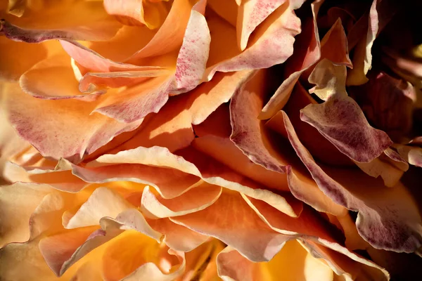 Closeup Shot Beautiful Rose Vancouver Island Canada — Stock Photo, Image