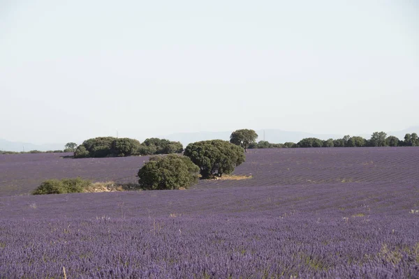 Uma Vista Dos Campos Lavanda Árvores Fundo — Fotografia de Stock