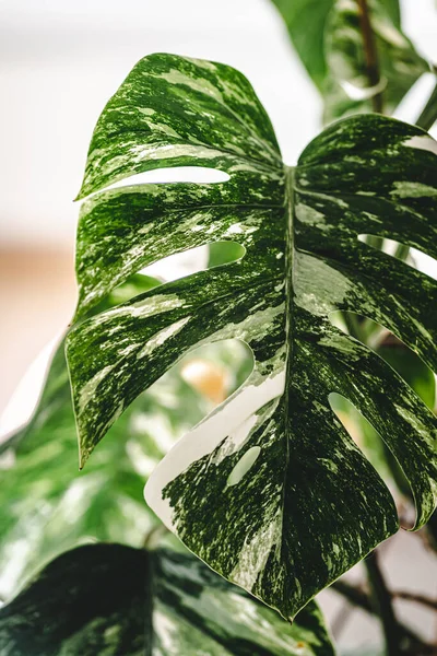 Primer Plano Una Vibrante Hoja Planta Monstera Verde — Foto de Stock