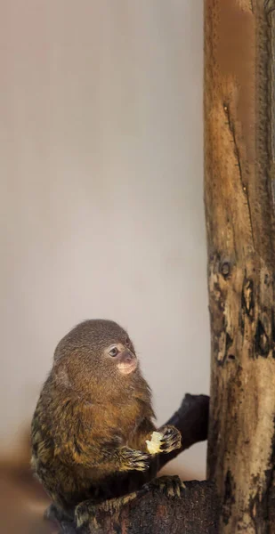 Ένα Κάθετο Κοντινό Πλάνο Ενός Pygmy Marmoset Αιχμαλωσία — Φωτογραφία Αρχείου