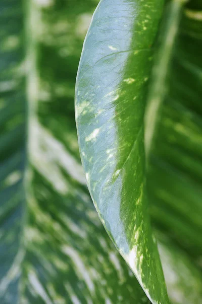 Vertical Shot Green Leaf Spots Blurred Background — Stock Photo, Image