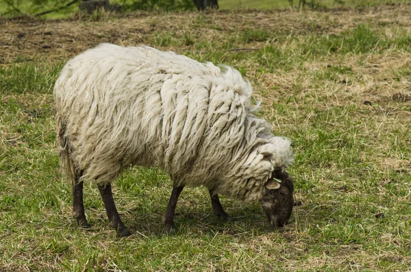 Een Mergellandschaap Een Puur Zeldzaam Oud Ras Een Weiland Limburg — Stockfoto