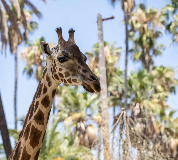Gros Plan Une Girafe Dans Son Habitat Naturel — Photo
