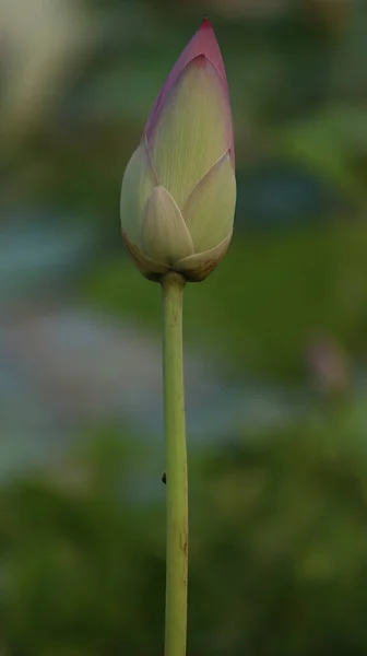 莲花花蕾的特写镜头 — 图库照片