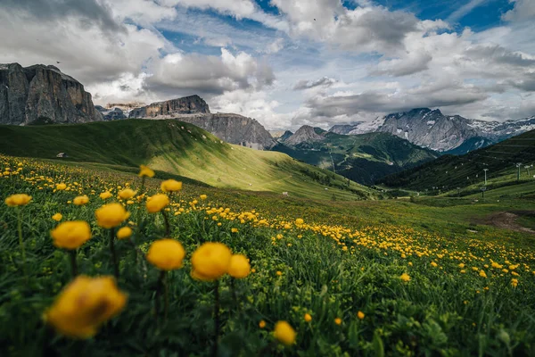 Vedere Vară Grupului Sella Din Sella Pass Dolomiți Italia Flori — Fotografie, imagine de stoc