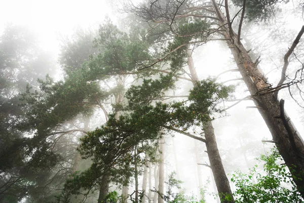 Vista Ángulo Bajo Árboles Forestales Con Niebla Densa — Foto de Stock