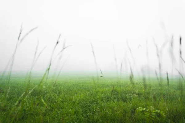 Green Grass Field Dense Fog Some Plants Foreground — Stock Photo, Image