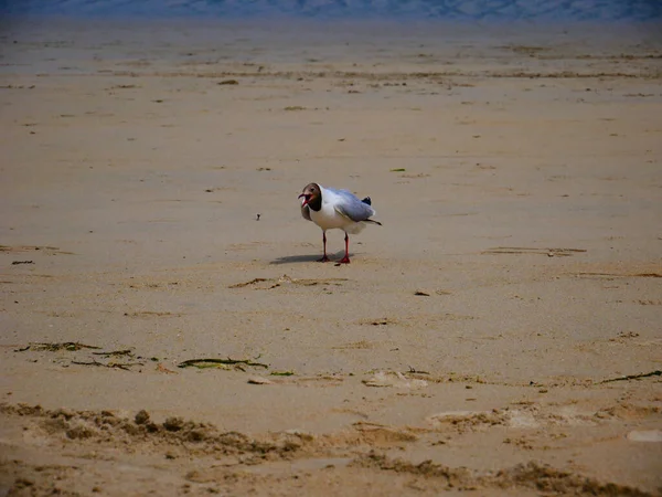 Belle Photo Une Mouette Sur Plage — Photo