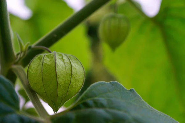 Primer Plano Una Physalis Verde Groundcherry —  Fotos de Stock