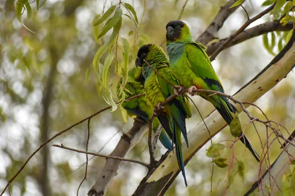 Skupina Nandayských Papoušků Aratinga Nenday Známá Také Jako Papoušek Černou — Stock fotografie
