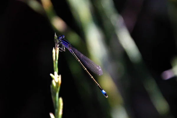 Selective Focus Shot Dragonfly Plant — Stock Photo, Image