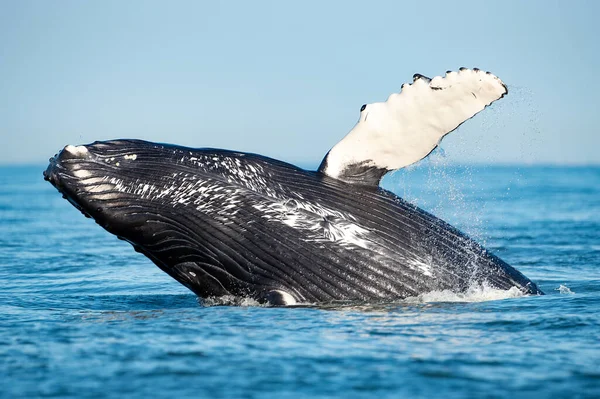 혹등고래 가공중에서 도약하는 — 스톡 사진