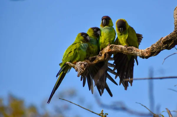 Grupo Pássaros Periquito Capuz Preto Empoleirados Galho Árvore Parque Buenos — Fotografia de Stock