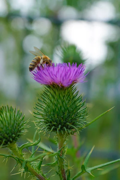 Včela Fialovém Bodláčím Květu Louce — Stock fotografie