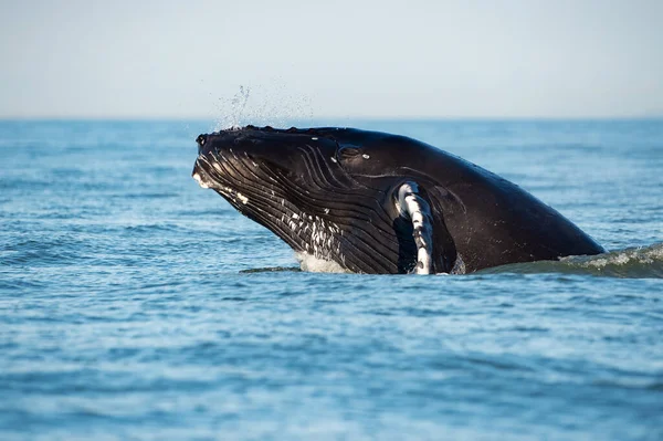 Una Vista Fascinante Brecha Ballena Jorobada Saltando Aire — Foto de Stock