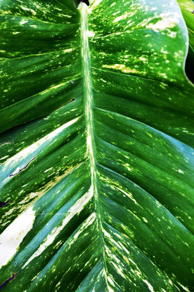 Függőleges Felvétel Egy Zöld Növénylevélről Foltokkal — Stock Fotó