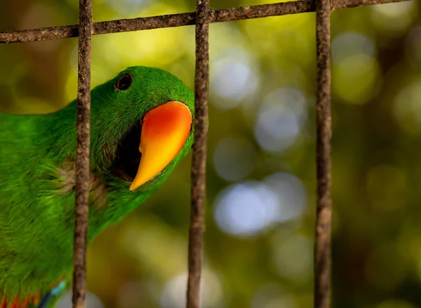 Close Papagaio Eclectus Verde Gaiola — Fotografia de Stock