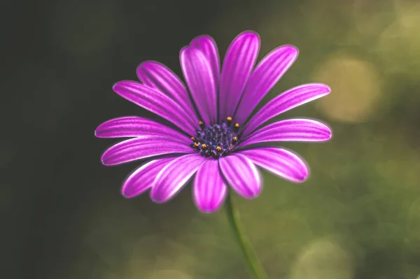 美しい花のクローズアップ — ストック写真