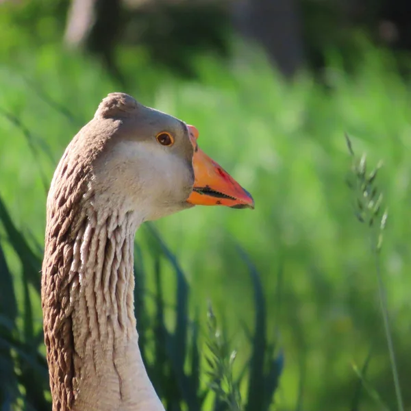 Closeup Shot Brown Goose Field — Stock Photo, Image