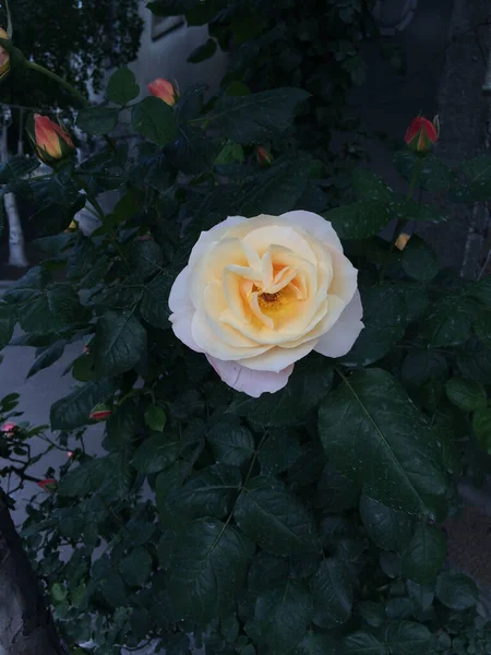 Egy Függőleges Közelkép Egy Virágzó Sárga Rózsáról — Stock Fotó