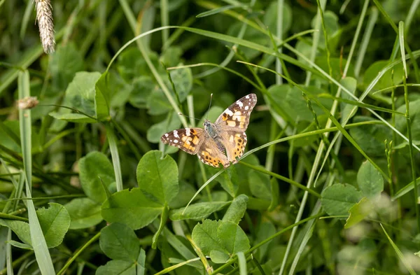 A painted lady butterfly with opened wings perched on leaves