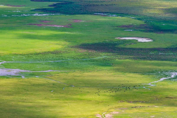 Letecký Pohled Zvířata Obrovském Kráteru Ngorongoro Tanzanii Během Období Dešťů — Stock fotografie