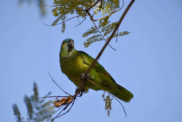 Uma Linda Amazona Frente Turquesa Amazona Aestiva Uma Árvore Parque — Fotografia de Stock