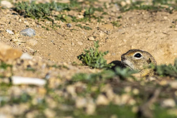 Gros Plan Mignon Petit Écureuil Terre — Photo