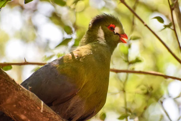 Bonito Turaco Faces Brancas Galho Árvore Selva — Fotografia de Stock